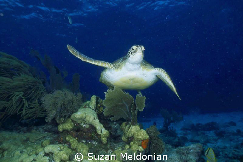 Flying Turtle by Suzan Meldonian 