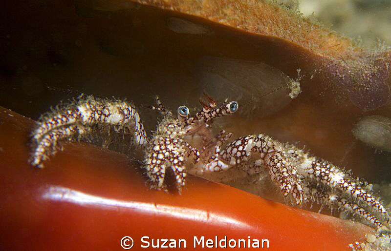 aaaaaah, home at last!  This is where my little friend en... by Suzan Meldonian 