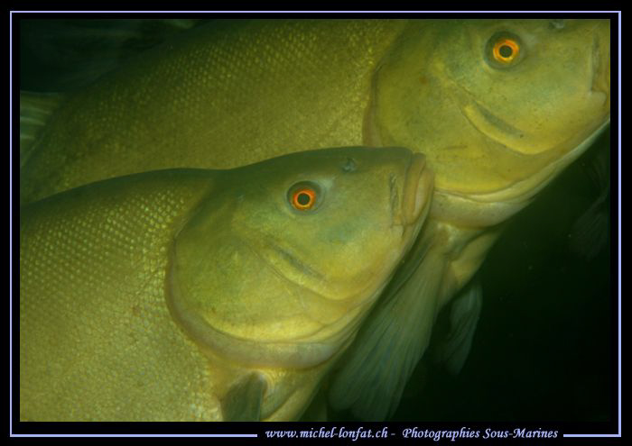Mating Tenches... :O)... by Michel Lonfat 