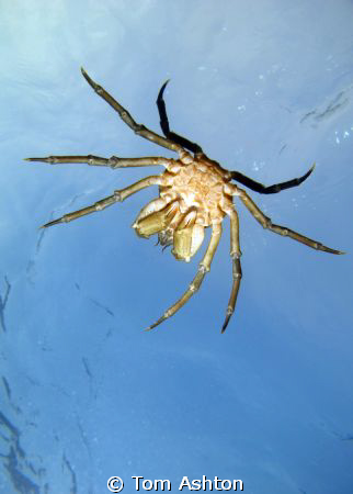 This crab hitched a ride on my back while I was freedivin... by Tom Ashton 