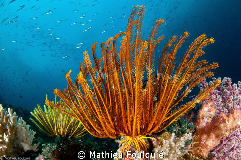 Raja Ampat crinoids by Mathieu Foulquié 