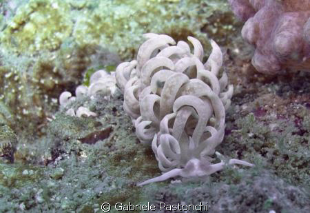 Phyllodesmium Magnum by Gabriele Pastonchi 