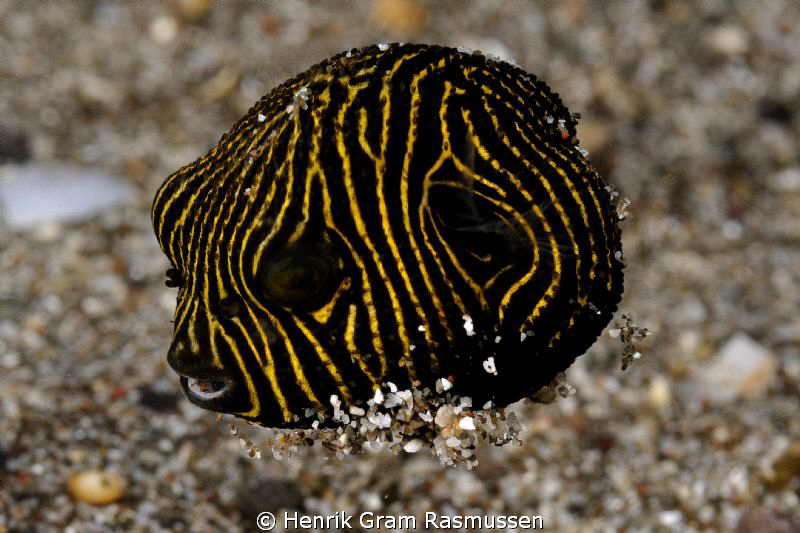 Havent seen this speices before ??? by Henrik Gram Rasmussen 