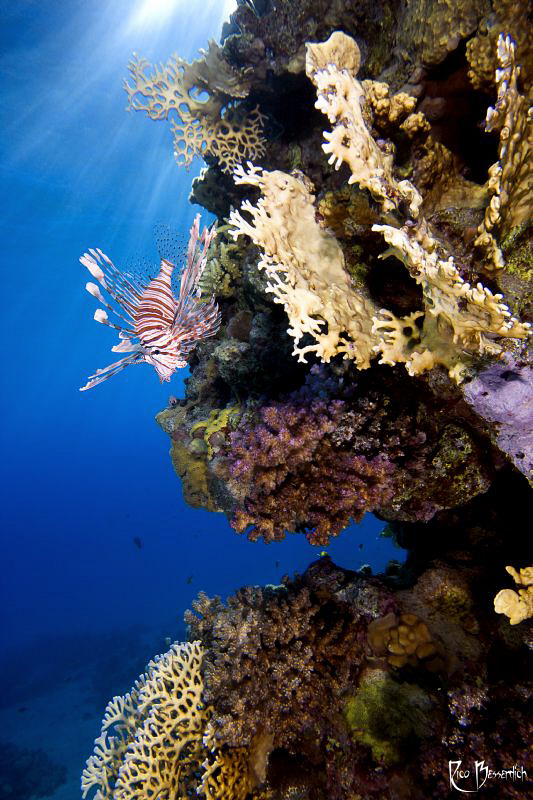 Happy Lionfish, Happy Home ;-)
CANON 40D in Ike housing,... by Rico Besserdich 