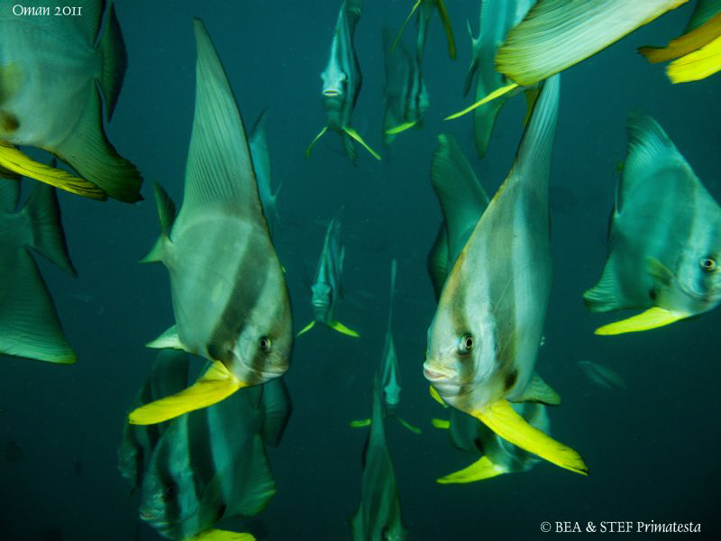 Platax (Platax teira) in the Oman's green water. by Bea & Stef Primatesta 