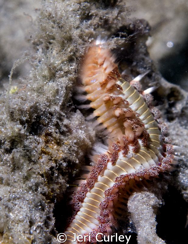 A couple of Bristle Worms entwined at Blue Heron Bridge. ... by Jeri Curley 