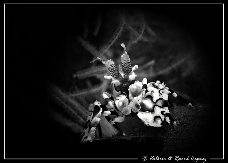 Once in B&W (Hymenocera elegans) by Raoul Caprez 