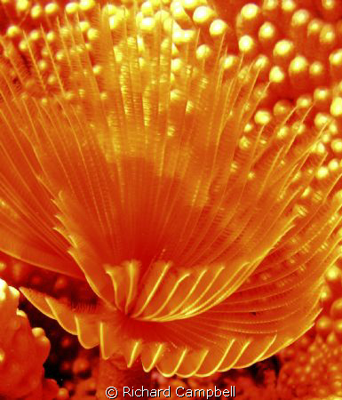 flowers of the sea..Sealife DC1000.. by Richard Campbell 