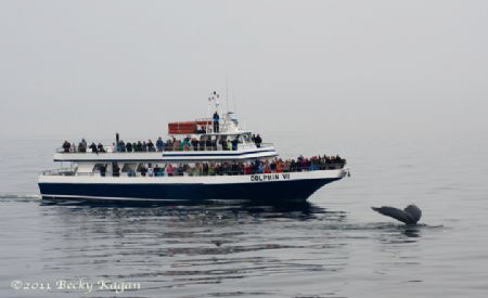waving to whale watching boat by Becky Kagan 