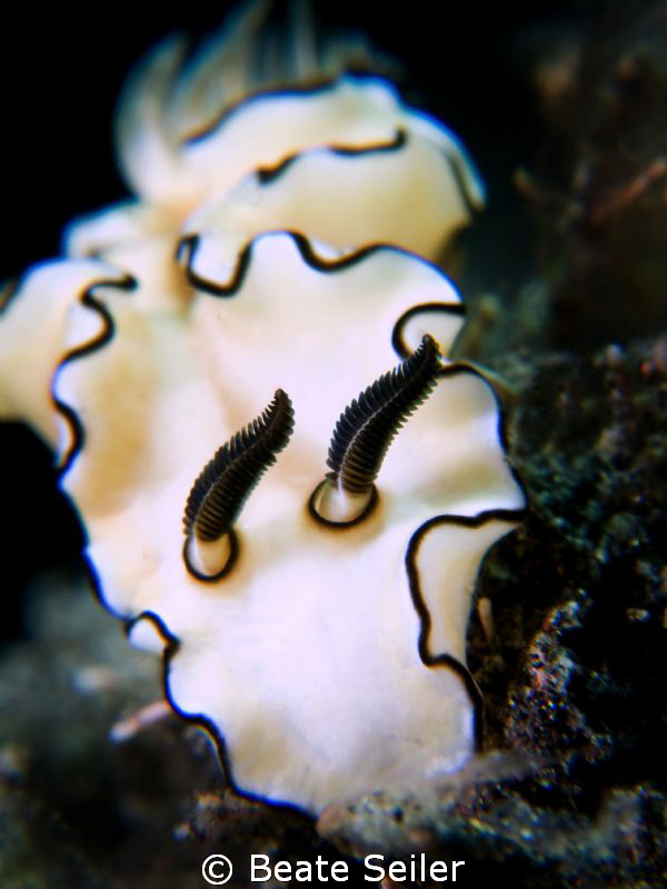 Glossodoris atromarginata, taken with Canon G10 and UCL16... by Beate Seiler 