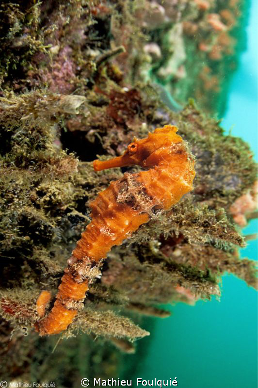 Longsnout seahorse by Mathieu Foulquié 