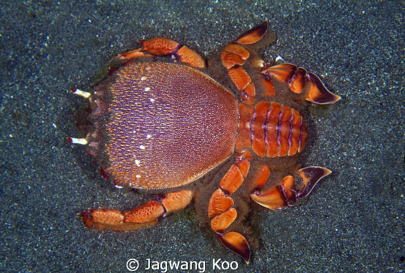 Crab by Jagwang Koo 