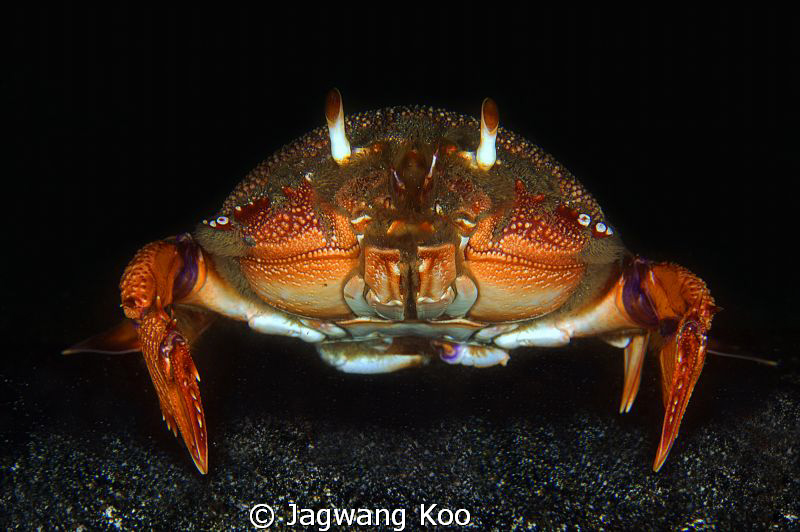 Crab by Jagwang Koo 