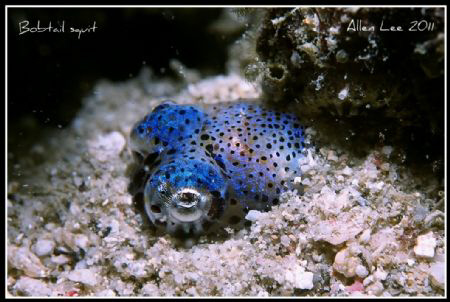 Bobtail Squid.Nikon F100,60mm,f27,1/125,Inon Z-240,RVP100. by Allen Lee 