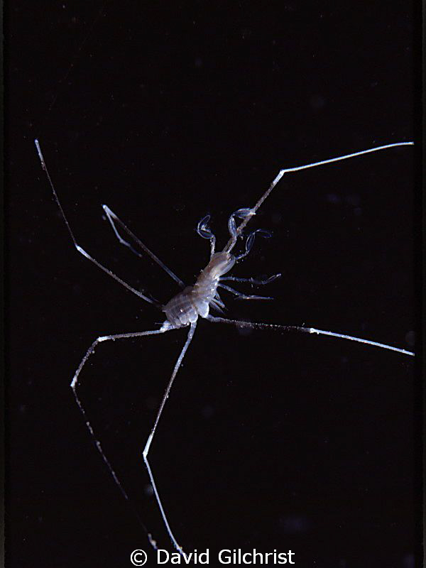 Isopod- 'Munnopsis typica' drifting in the water column
... by David Gilchrist 