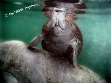 West Indian Manatee and Calf taken at Crystal river, Fl by Frank M Virga 