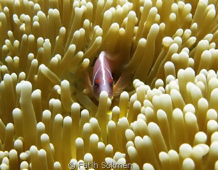 Anemon Fish @Tulamben, Bali by Fatih Sökmen 