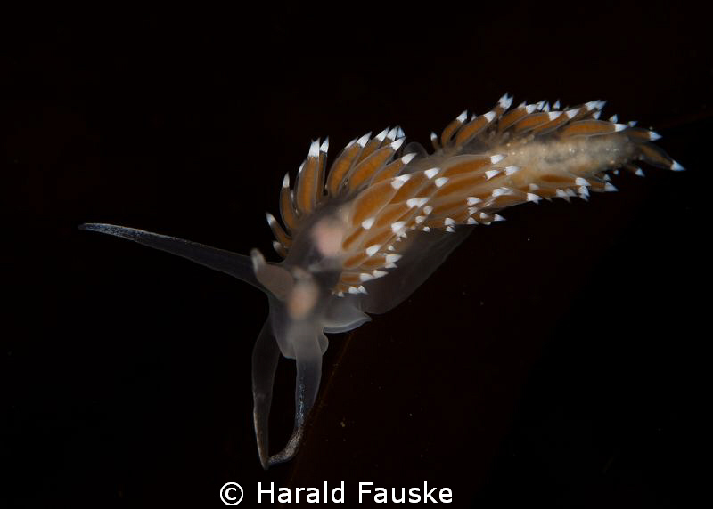 Flabelina searching for food.
tamron 90mm f18 , inon z240 by Harald Fauske 