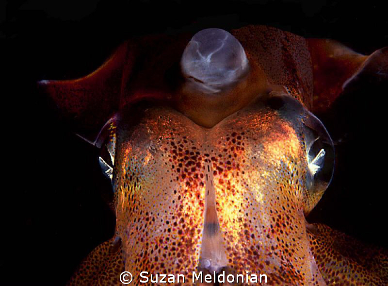 Squidlink- rare shot of the electric pulsation -some sort... by Suzan Meldonian 