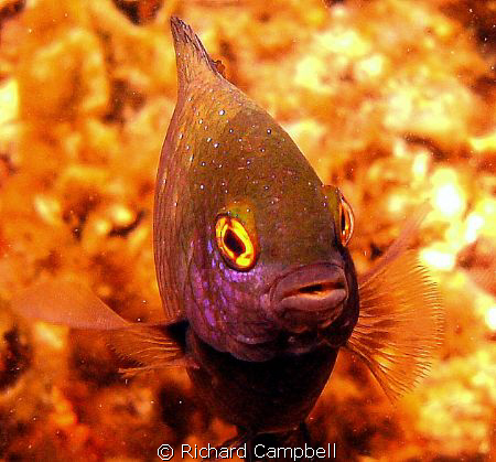 Sealife DC1000-- by Richard Campbell 