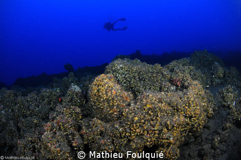 under the volcano. quite deep on the lava flow ; life goe... by Mathieu Foulquié 