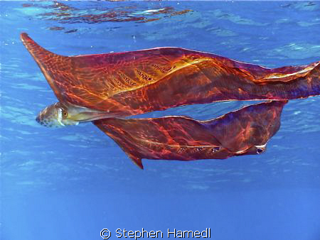 I took a very rare photo of a blanket octopus. These are ... by Stephen Hamedl 