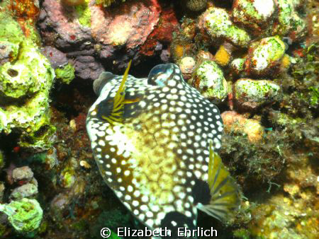 Profile shot of a very friendly trunk fish nibbling on th... by Elizabeth Ehrlich 