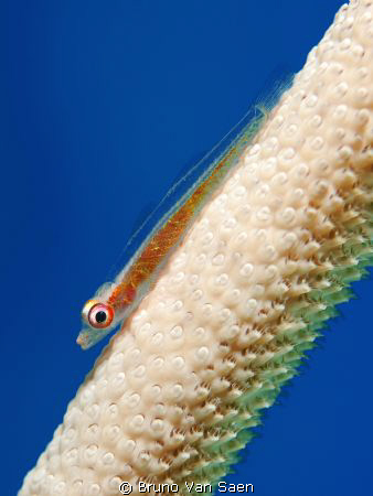 Goby by Bruno Van Saen 