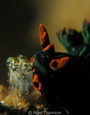 Feeding Nembrotha kubaryana shot on sand at 10m on a shor... by Nigel Thomson 