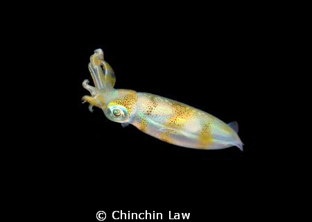 Ankermi Bay night dive, Maumere by Chinchin Law 