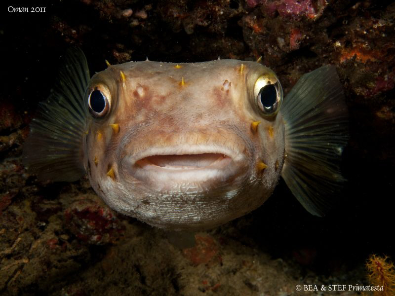 Porcupinefish (Cyclichthys spilostylus). by Bea & Stef Primatesta 