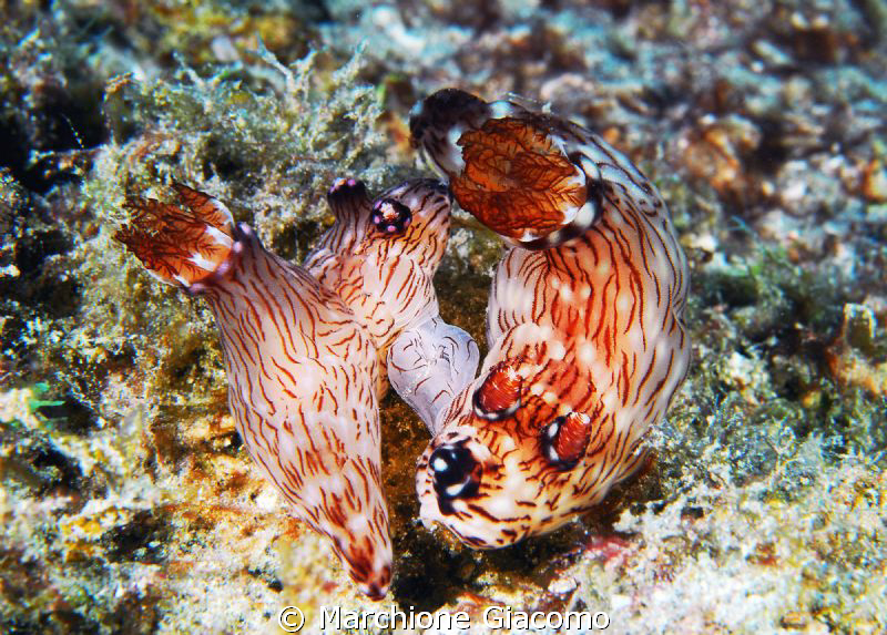 Lovers
Nikon D200 , 60 micro, ywo strobo
Komodo Island by Marchione Giacomo 