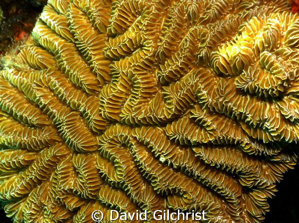 A-maze-ing coral. Roatan , Honduras-SeaLife DC 1000 by David Gilchrist 