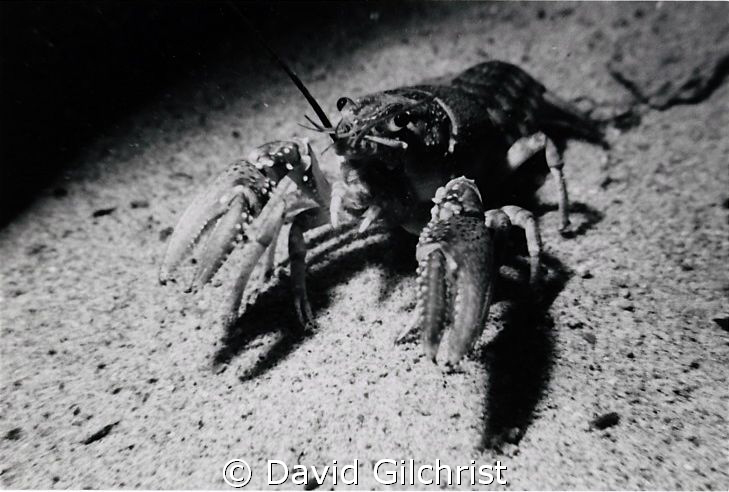 Crayfish sp. near the wreck of the 'Sweepstakes', Big Tub... by David Gilchrist 