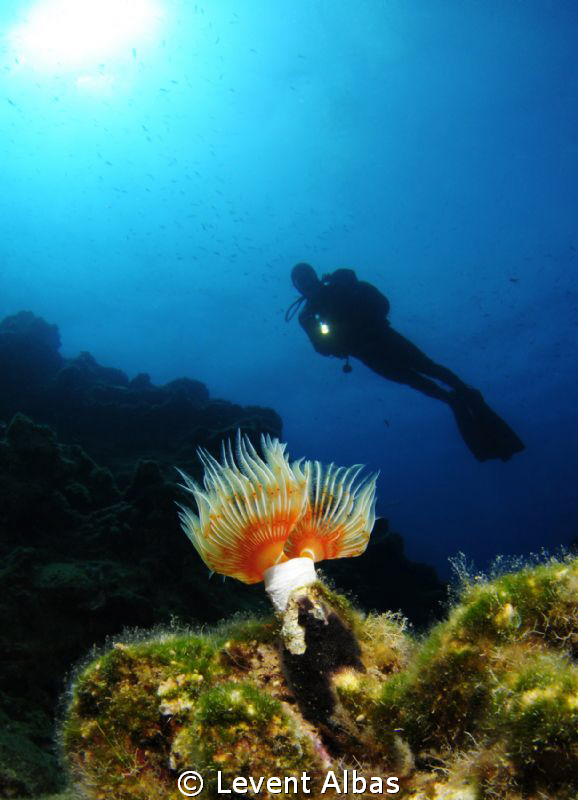 Diver by Levent Albas 