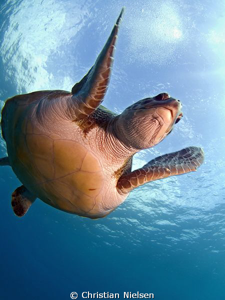 Flying into Snell's. My green turtlefriend from El Puerti... by Christian Nielsen 