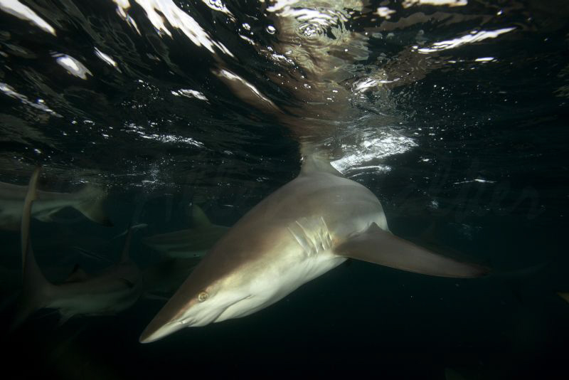 Black tip at its best, fast and extremely agile!
 by Allen Walker 