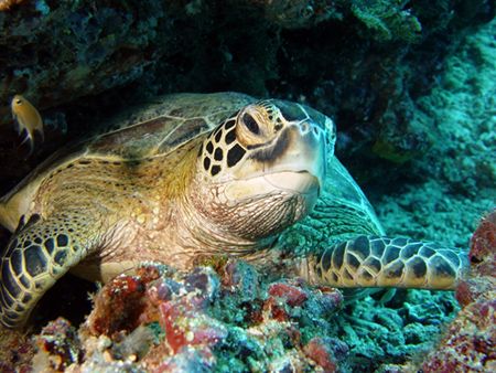 seaturtle by Jens Herbst 
