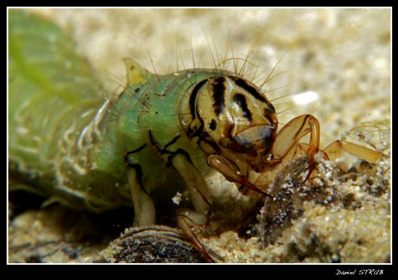 Phryganea grandis without its sheath :-D by Daniel Strub 