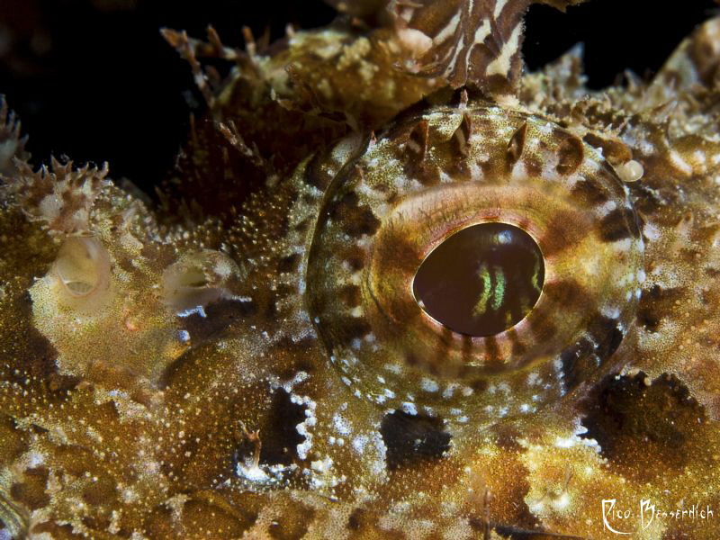 Rockfish closeup. F18, 1/100 sc., ISO 100 - Canon 40d wit... by Rico Besserdich 