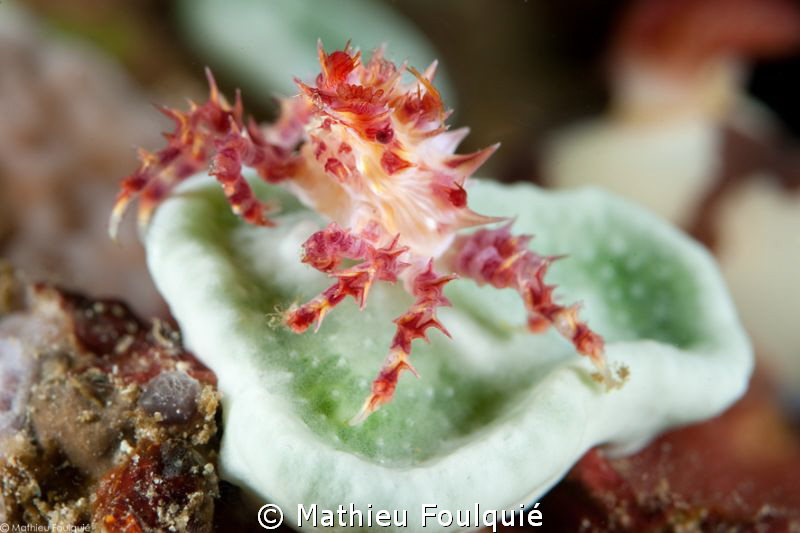Soft coral spider crab by Mathieu Foulquié 