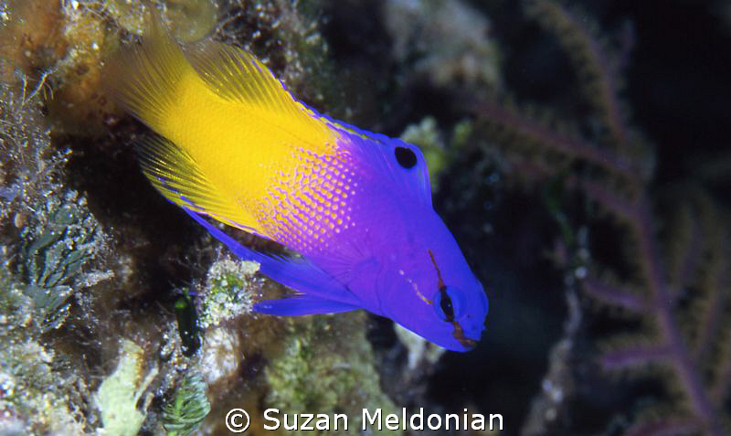 Fairy Basslet by Suzan Meldonian 