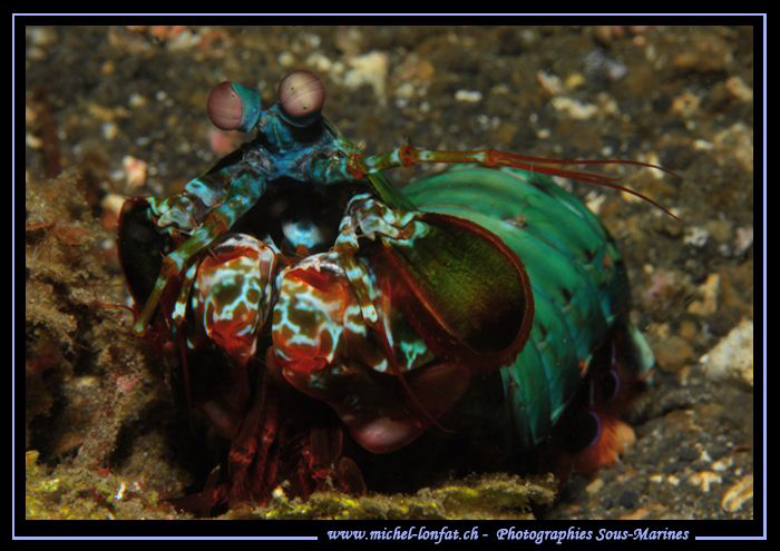 Manta Shrimp in Lembeh Strait... :O)... by Michel Lonfat 