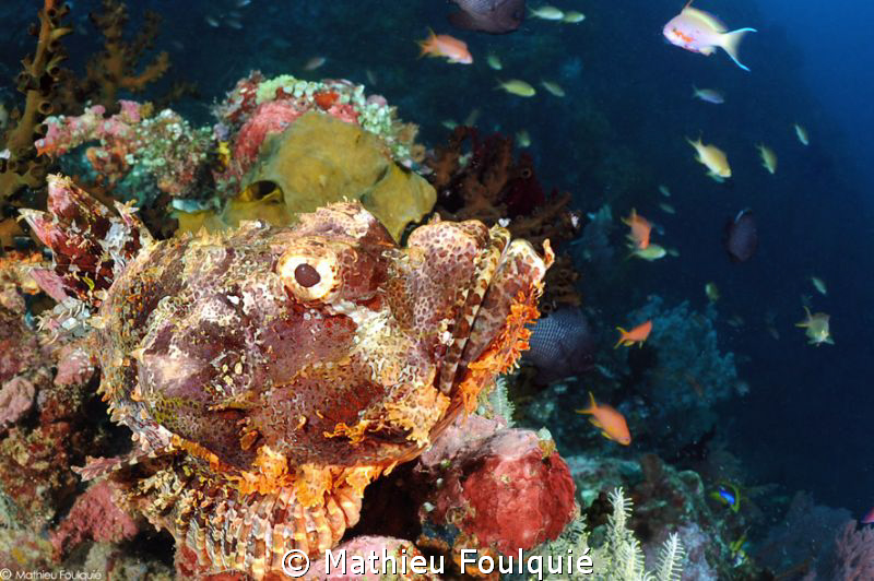 scorpionfish by Mathieu Foulquié 