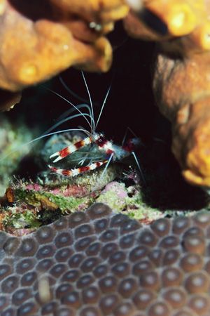 Banded Coral Shrimp. Cozumel. by Jacques Miller 