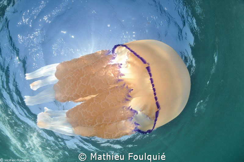 Rhizostoma pulmo by Mathieu Foulquié 