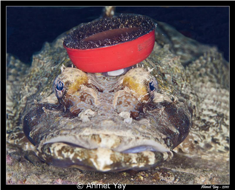 Crocodile fish...:) What is on the top of its head? 
Tak... by Ahmet Yay 
