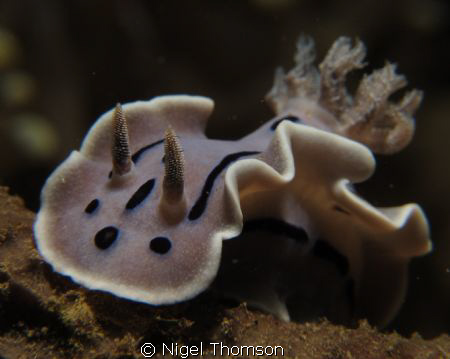 Chromodoris willani at the "Marble Rock" dive site 43km E... by Nigel Thomson 