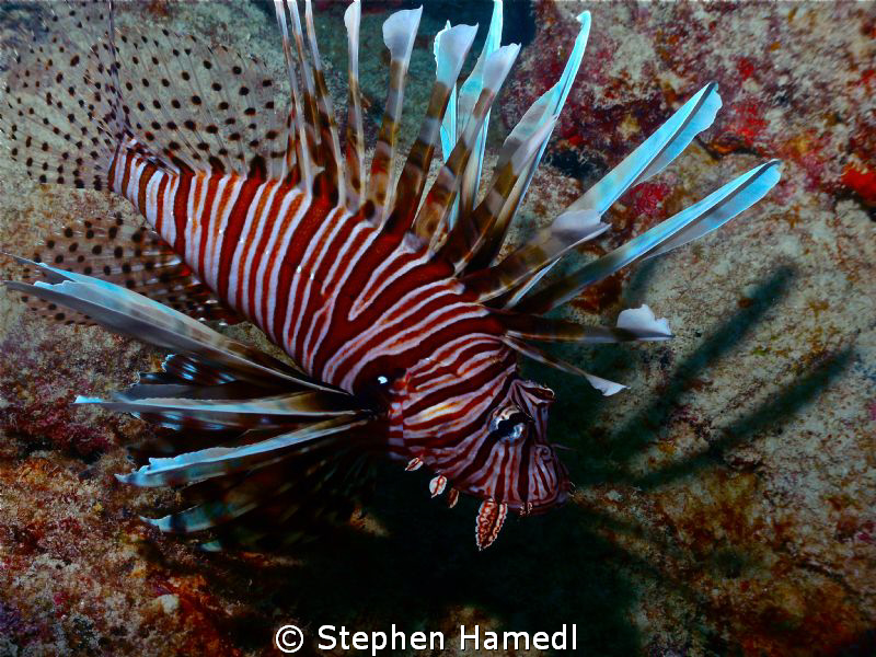 Red Volitan Lionfish invading Miami Beach! by Stephen Hamedl 