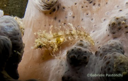 No Id Yet :P Any one is welcome with Ideas about it. Thanks by Gabriele Pastonchi 